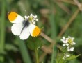 /album/my-local-birding-gallery/orange-tipped-butterfly-ossett-jpg/